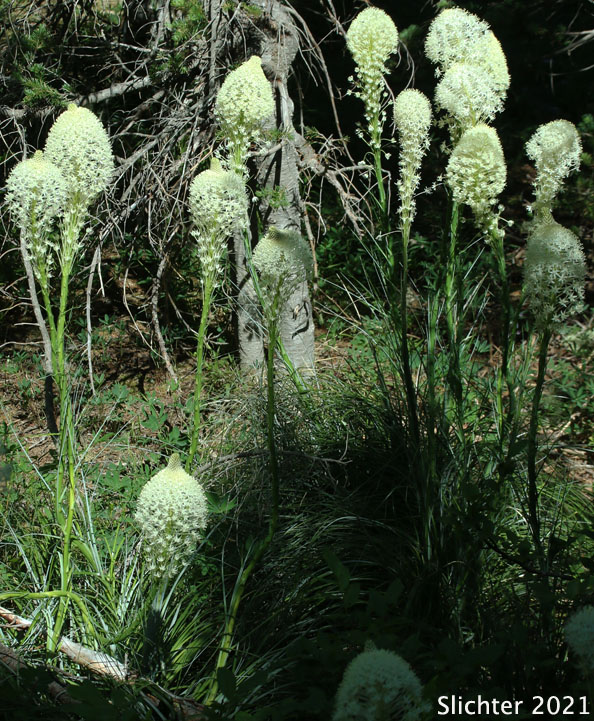 Bear Grass, Common Beargrass, Western Turkeybeard: Xerophyllum tenax (Synonyms: Helonias tenax, Xerophyllum douglasii)