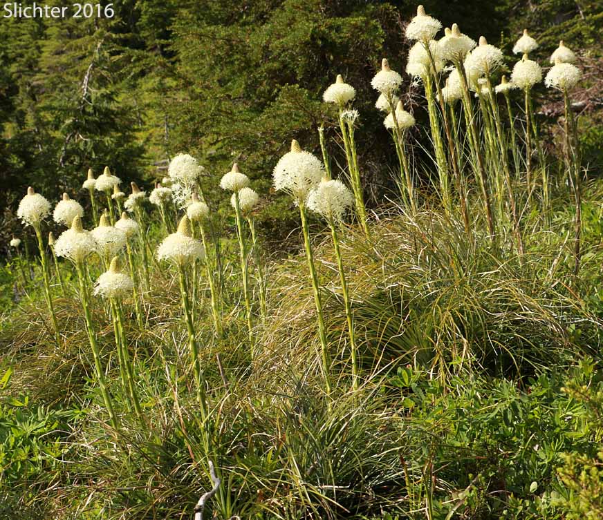Bear Grass, Common Beargrass, Western Turkeybeard: Xerophyllum tenax (Synonyms: Helonias tenax, Xerophyllum douglasii)
