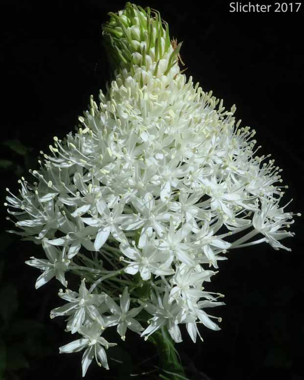 Inflorescence of Bear Grass, Common Beargrass, Western Turkeybeard: Xerophyllum tenax (Synonyms: Helonias tenax, Xerophyllum douglasii)