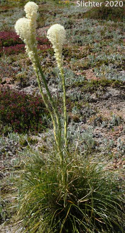 Bear Grass, Common Beargrass, Western Turkeybeard: Xerophyllum tenax (Synonyms: Helonias tenax, Xerophyllum douglasii)