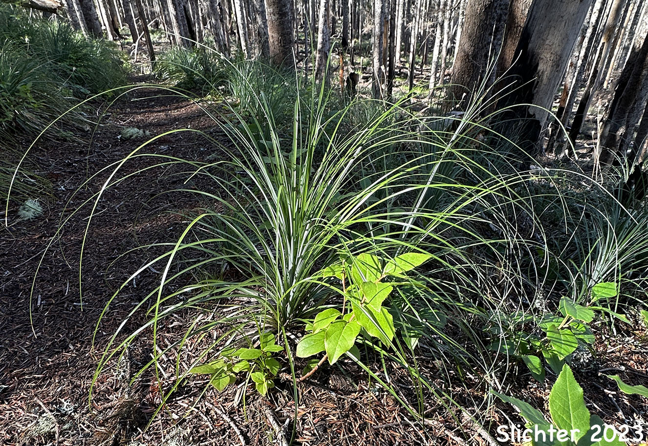 Foliage of Bear Grass, Common Beargrass, Western Turkeybeard: Xerophyllum tenax (Synonyms: Helonias tenax, Xerophyllum douglasii)