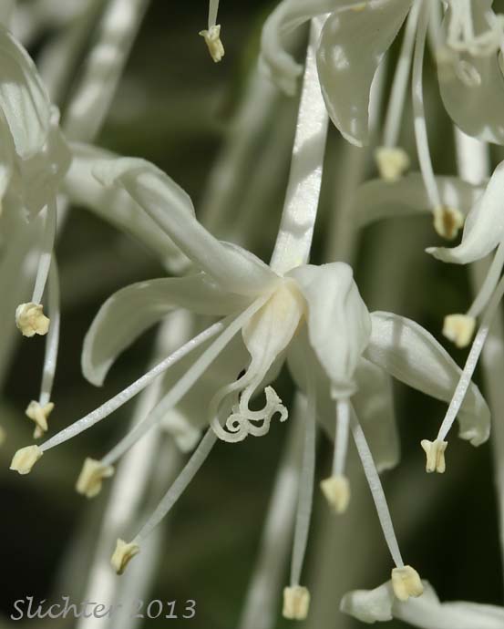 Flower of Bear Grass, Common Beargrass, Western Turkeybeard: Xerophyllum tenax (Synonyms: Helonias tenax, Xerophyllum douglasii)