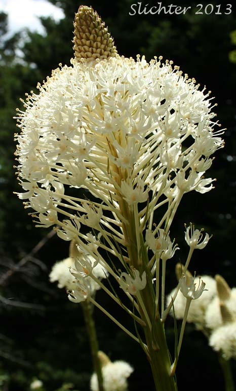 Inflorescence of Bear Grass, Common Beargrass, Western Turkeybeard: Xerophyllum tenax (Synonyms: Helonias tenax, Xerophyllum douglasii)