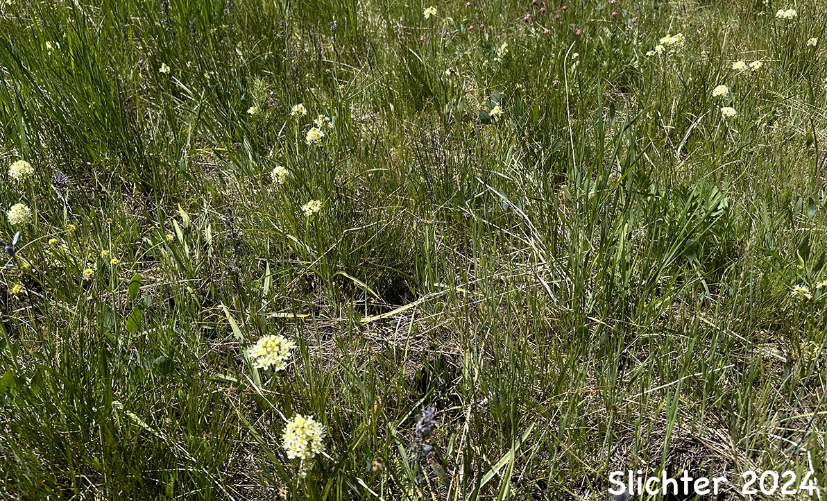 Habitat of Common Death Camas, Deadly Zigadenus, Meadow Death Camas: Toxicoscordion venenosum (Synonyms: Toxicoscordion gramineum, Toxicoscordion venenosum var. venenosum, Zigadenus gramineus, Zigadenus intermedius, Zigadenus venenosus, Zigadenus venenosus var. gramineus, Zigadenus venenosus var. venenosus)