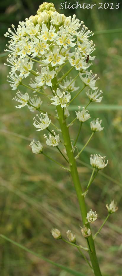 Common Death Camas, Deadly Zigadenus, Meadow Death Camas: Toxicoscordion venenosum (Synonyms: Toxicoscordion gramineum, Zigadenus gramineus, Zigadenus intermedius, Zigadenus venenosus, Zigadenus venenosus var. gramineus, Zigadenus venenosus var. venenosus)