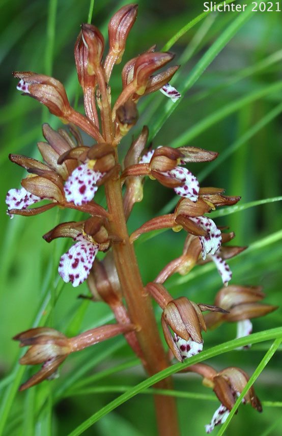 Pacific Coralroot, Spotted Coralroot, Spotted Coral Root, Summer Coralroot: Corallorhiza maculata (Synonyms: Corallorhiza maculata var. immaculata, Corallorhiza maculata var. maculata, Corallorhiza maculata var. occidentalis)