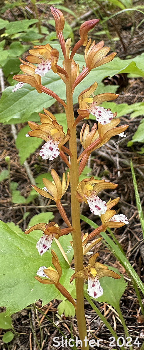 Pacific Coralroot, Spotted Coralroot, Spotted Coral Root, Summer Coralroot: Corallorhiza maculata (Synonyms: Corallorhiza maculata var. immaculata, Corallorhiza maculata var. maculata, Corallorhiza maculata var. occidentalis)