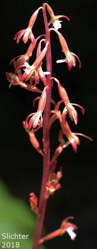 Pacific Coralroot, Spotted Coralroot, Spotted Coral Root, Summer Coralroot: Corallorhiza maculata (Synonyms: Corallorhiza maculata var. immaculata, Corallorhiza maculata var. maculata, Corallorhiza maculata var. occidentalis)