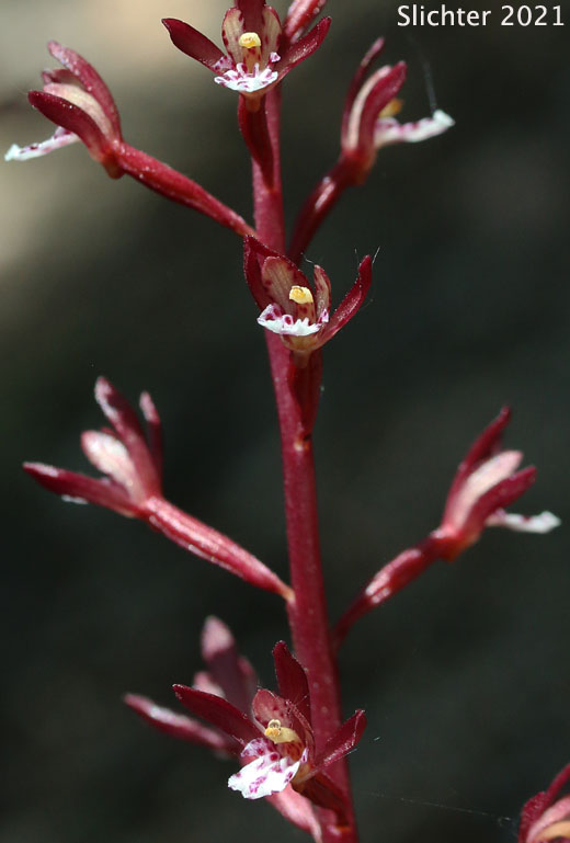 Pacific Coralroot, Spotted Coralroot, Spotted Coral Root, Summer Coralroot: Corallorhiza maculata (Synonyms: Corallorhiza maculata var. immaculata, Corallorhiza maculata var. maculata, Corallorhiza maculata var. occidentalis)