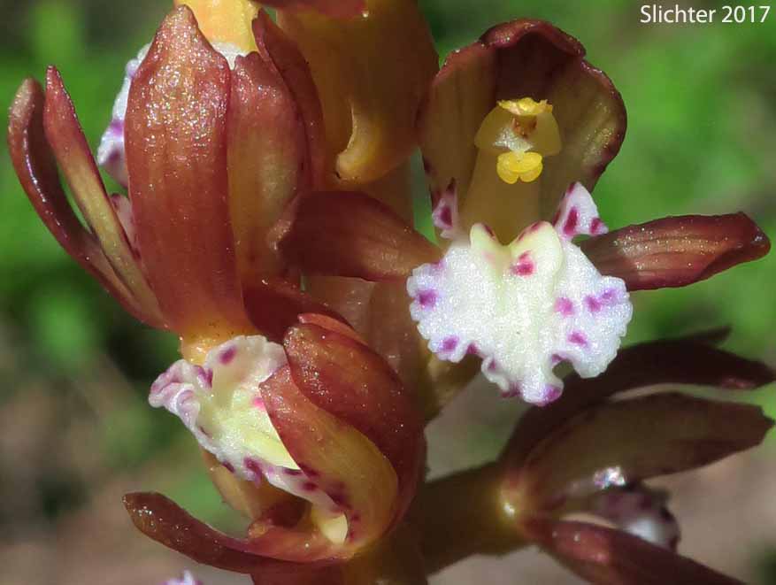 Flower of Pacific Coralroot, Spotted Coralroot, Spotted Coral Root, Summer Coralroot: Corallorhiza maculata (Synonyms: Corallorhiza maculata var. immaculata, Corallorhiza maculata var. maculata, Corallorhiza maculata var. occidentalis)