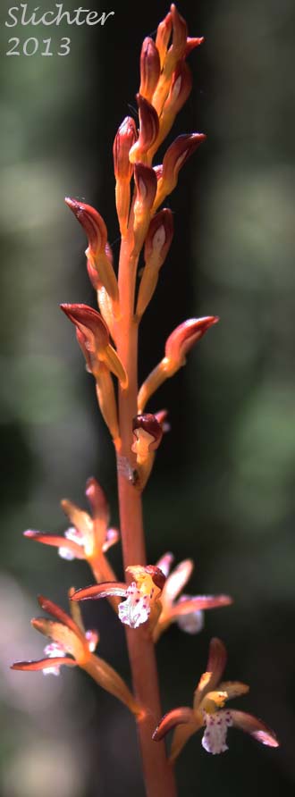 Pacific Coralroot, Spotted Coralroot, Spotted Coral Root, Summer Coralroot: Corallorhiza maculata (Synonyms: Corallorhiza maculata var. immaculata, Corallorhiza maculata var. maculata, Corallorhiza maculata var. occidentalis)