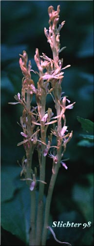 Merten's Coralroot, Western Coralroot, Pacific Coralroot: Corallorhiza mertensiana