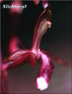 Merten's Coralroot, Western Coralroot, Pacific Coralroot: Corallorhiza mertensiana