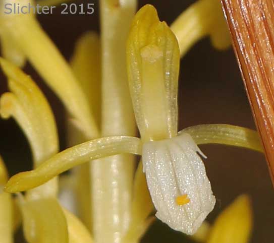 Merten's Coralroot, Merten's Coral Root, Pacific Coralroot, Western Coralroot: Corallorhiza mertensiana (Synonyms: Corallorhiza maculata ssp. mertensiana, Corallorhiza purpurea)