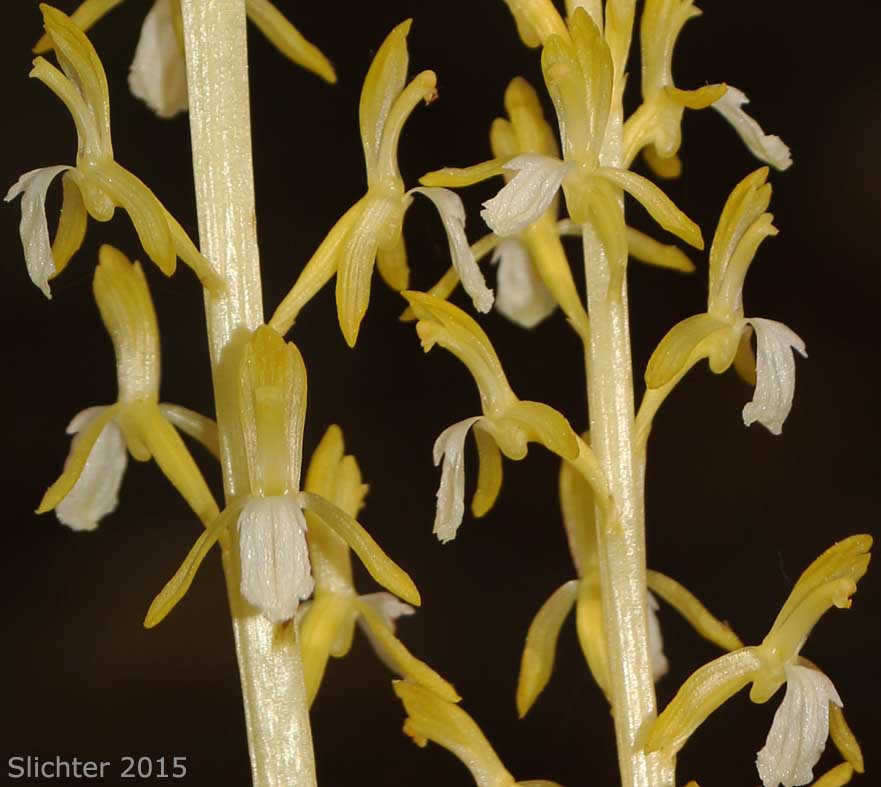 Merten's Coralroot, Merten's Coral Root, Pacific Coralroot, Western Coralroot: Corallorhiza mertensiana (Synonyms: Corallorhiza maculata ssp. mertensiana, Corallorhiza purpurea)