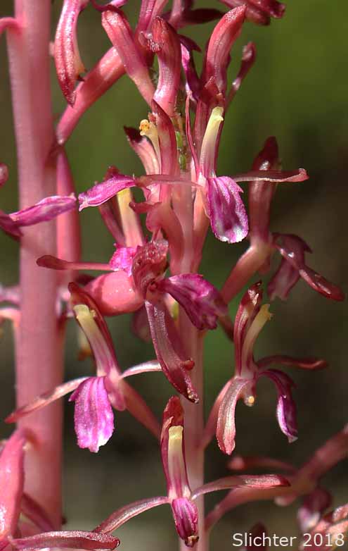 Merten's Coralroot, Merten's Coral Root, Pacific Coralroot, Western Coralroot: Corallorhiza mertensiana (Synonyms: Corallorhiza maculata ssp. mertensiana, Corallorhiza purpurea)