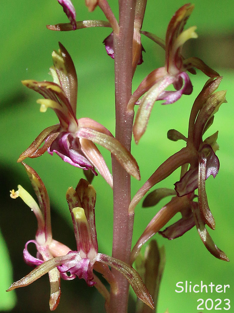 Merten's Coralroot, Merten's Coral Root, Pacific Coralroot, Western Coralroot: Corallorhiza mertensiana (Synonyms: Corallorhiza maculata ssp. mertensiana, Corallorhiza purpurea)