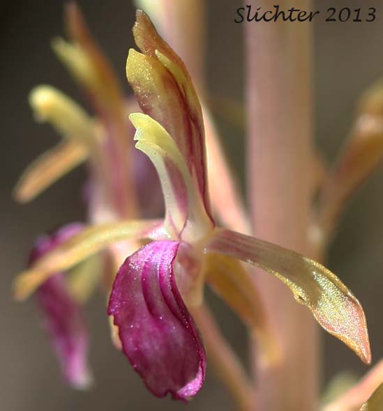 Flower of Merten's Coralroot, Merten's Coral Root, Pacific Coralroot, Western Coralroot: Corallorhiza mertensiana (Synonyms: Corallorhiza maculata ssp. mertensiana, Corallorhiza purpurea)