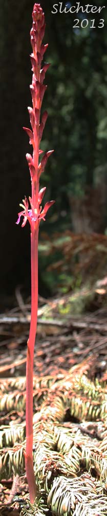 Merten's Coralroot, Merten's Coral Root, Pacific Coralroot, Western Coralroot: Corallorhiza mertensiana (Synonyms: Corallorhiza maculata ssp. mertensiana, Corallorhiza purpurea)