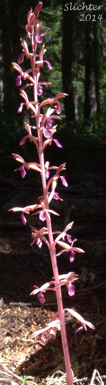 Merten's Coralroot, Merten's Coral Root, Pacific Coralroot, Western Coralroot: Corallorhiza mertensiana (Synonyms: Corallorhiza maculata ssp. mertensiana, Corallorhiza purpurea)