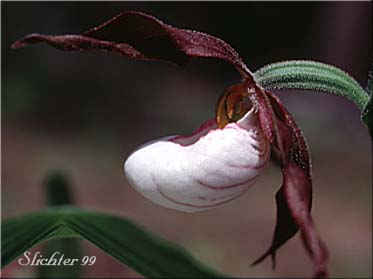Mountain Lady's-slipper, Mountain Lady's Slipper: Cypripedium montanum