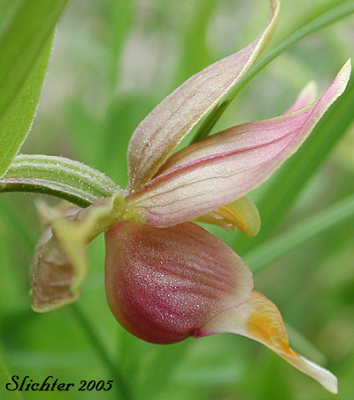 Chatterbox, Giant Helleborine, Stream Orchid: Epipactis gigantea (Synonyms: Amesia gigantea, Epipactis gigantea f. citrina, Epipactis gigantea f. rubrifolia, Helleborine gigantea)