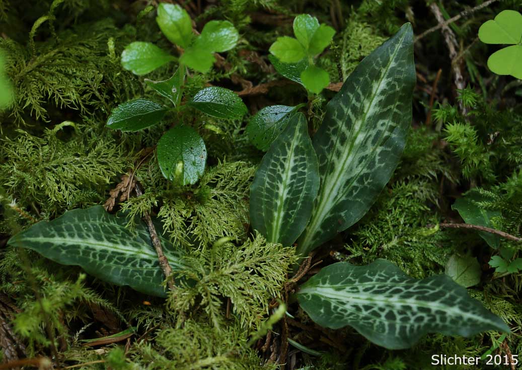 Giant Rattlesnake Plantain, Green-leaf Rattlesnake-plantain, Rattlesnake Plantain, Western Rattlesnake Plantain: Goodyera oblongifolia (Synonyms: Goodyera decipiens, Goodyera oblongifolia var. reticulata, Peramium decipiens, Peramium menziesii)