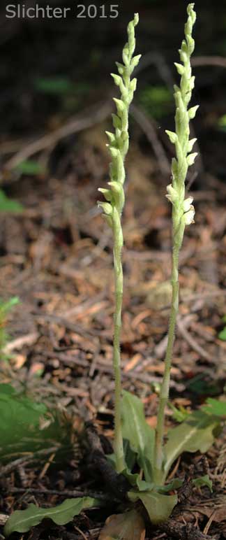Giant Rattlesnake Plantain, Green-leaf Rattlesnake-plantain, Rattlesnake Plantain, Western Rattlesnake Plantain: Goodyera oblongifolia (Synonyms: Goodyera decipiens, Goodyera oblongifolia var. reticulata, Peramium decipiens, Peramium menziesii)