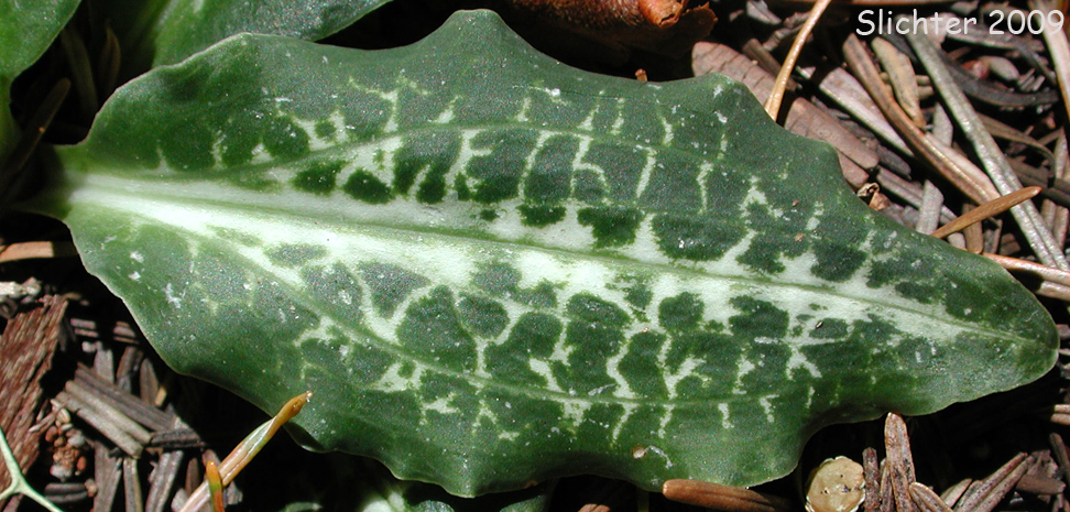 Basal leaf of Western Rattlesnake Plantain: Goodyera oblongifolia