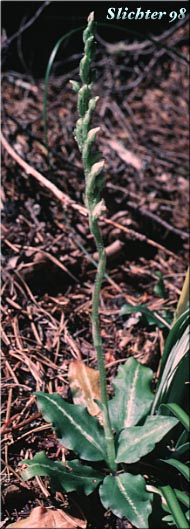 Giant Rattlesnake Plantain, Green-leaf Rattlesnake-plantain, Rattlesnake Plantain, Western Rattlesnake Plantain: Goodyera oblongifolia (Synonyms: Goodyera decipiens, Goodyera oblongifolia var. reticulata, Peramium decipiens, Peramium menziesii)