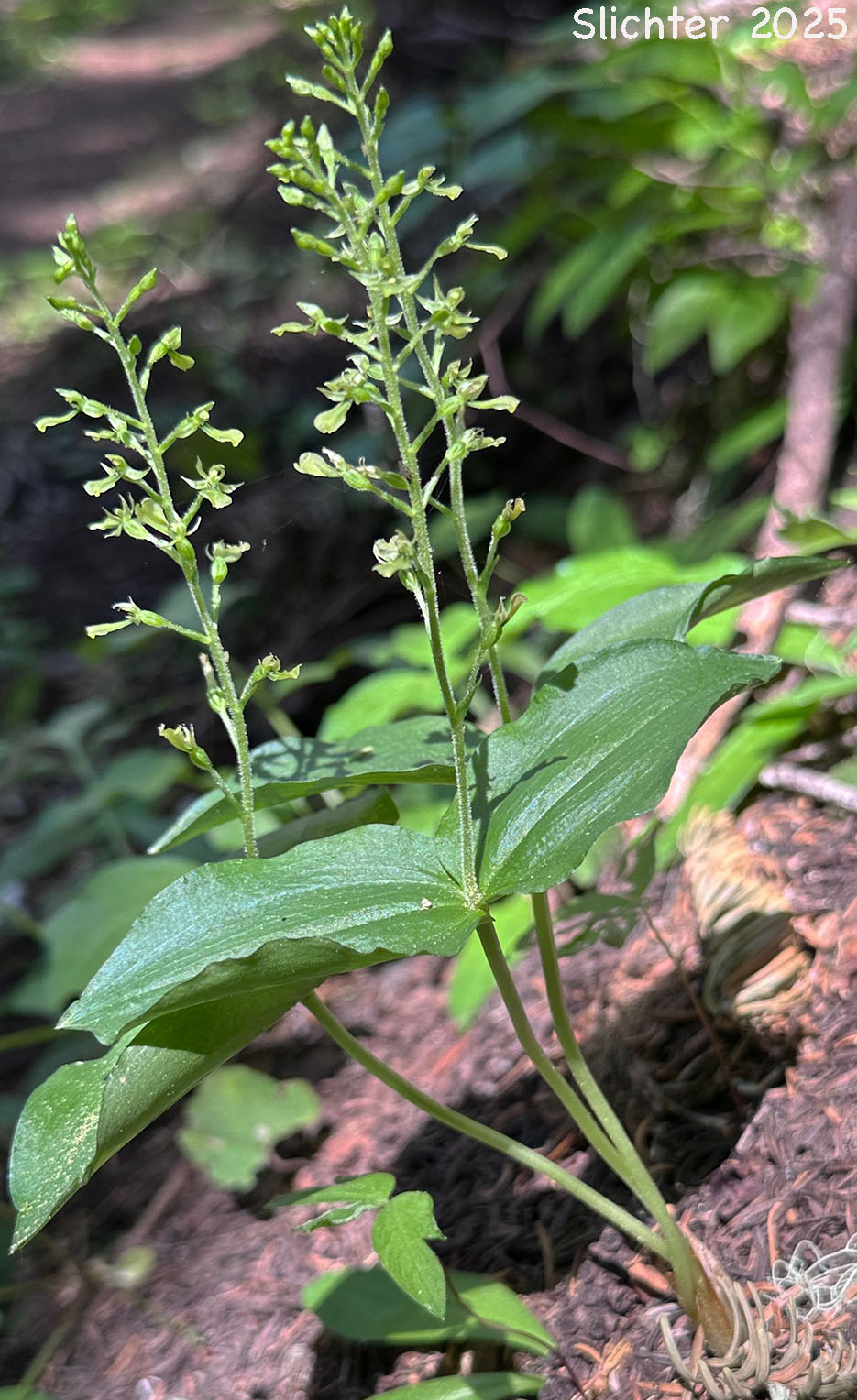 Northwest Twayblade, Northwestern Twayblade, Western Twayblade: Neottia banksiana (Synonyms: Listera banksiana, Listera caurina, Listera retusa, Neottia caurina, Ophrys caurina)