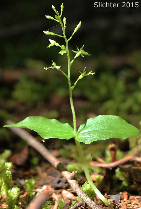 Northwest Twayblade, Northwestern Twayblade, Western Twayblade: Neottia banksiana (Synonyms: Listera banksiana, Listera caurina, Listera retusa, Neottia caurina, Ophrys caurina)