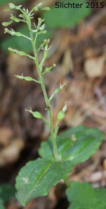 Northwest Twayblade, Northwestern Twayblade, Western Twayblade: Neottia banksiana (Synonyms: Listera banksiana, Listera caurina, Listera retusa, Neottia caurina, Ophrys caurina)