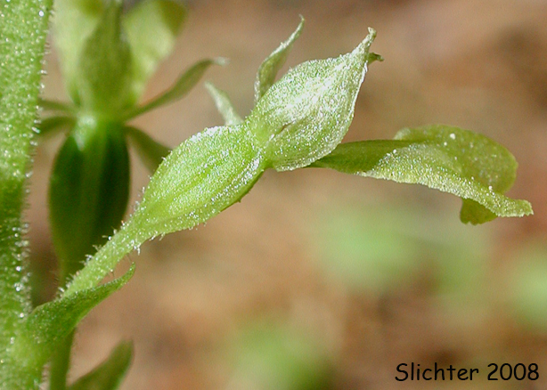 Flower of Northwest Twayblade, Northwestern Twayblade, Western Twayblade: Neottia banksiana (Synonyms: Listera banksiana, Listera caurina, Listera retusa, Neottia caurina, Ophrys caurina)