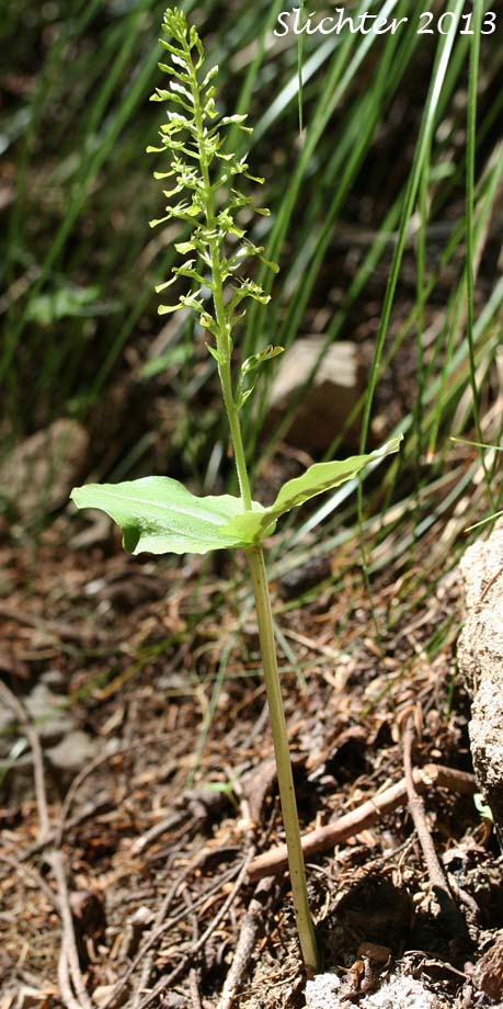 Northwest Twayblade, Northwestern Twayblade, Western Twayblade: Neottia banksiana (Synonyms: Listera banksiana, Listera caurina, Listera retusa, Neottia caurina, Ophrys caurina)