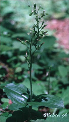 Northwest Twayblade, Northwestern Twayblade, Western Twayblade: Neottia banksiana (Synonyms: Listera banksiana, Listera caurina, Listera retusa, Neottia caurina, Ophrys caurina)
