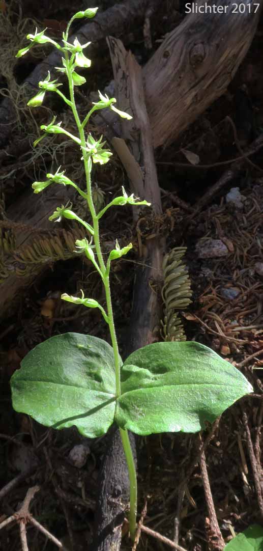 Broad-lip Twayblade, Broad-lipped Twayblade, Broadleaf Twayblade: Neottia convallarioides (Synonyms: Bifolium convallarioides, Diphryllum convallarioides, Epipactis convallarioides, Listera convallarioides, Listera eschscholziana, Ophrys convallarioides)