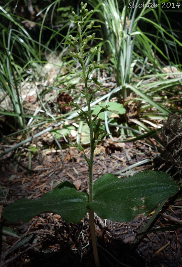 Broad-lip Twayblade, Broad-lipped Twayblade, Broadleaf Twayblade: Neottia convallarioides (Synonyms: Bifolium convallarioides, Diphryllum convallarioides, Epipactis convallarioides, Listera convallarioides, Listera eschscholziana, Ophrys convallarioides)