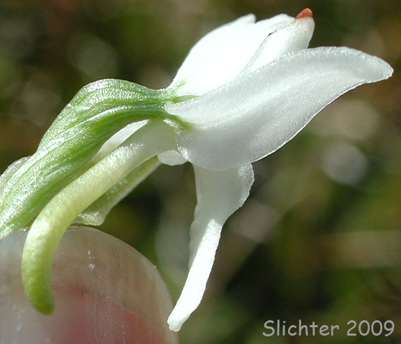 White Bog Orchid, White Rein-orchid: Platanthera dilatata var. dilatata