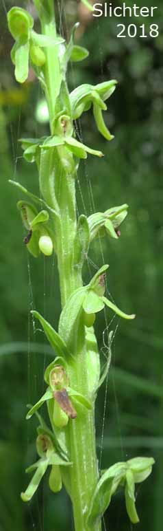 Canyon Bog Orchid, Needle-spur Green Orchid, Slender Bog Orchid: Platanthera stricta (Synonyms: Habenaria borealis var. viridiflora, Habenaria saccata, Habenaria stricta, Limnorchis stricta, Limnorchis viridiflora, Platanthera gracilis, Platanthera hyperborea var. viridiflora, Platanthera saccata)