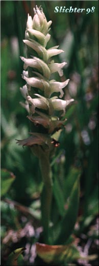 Hooded Ladies' Tresses: Spiranthes romanzoffiana