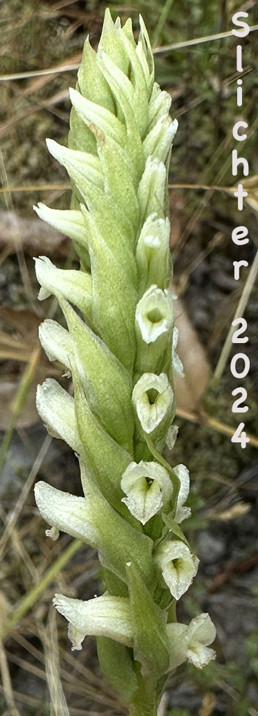 Hooded Ladie's-tresses, Hooded Ladie's Tresses: Spiranthes romanzoffiana (Synonym: Spiranthes romanzoffiana var. romanzoffiana)