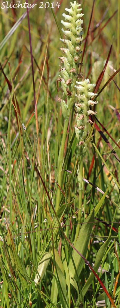 Hooded Ladie's Tresses: Spiranthes romanzoffiana (Synonym: Spiranthes romanzoffiana var. romanzoffiana)