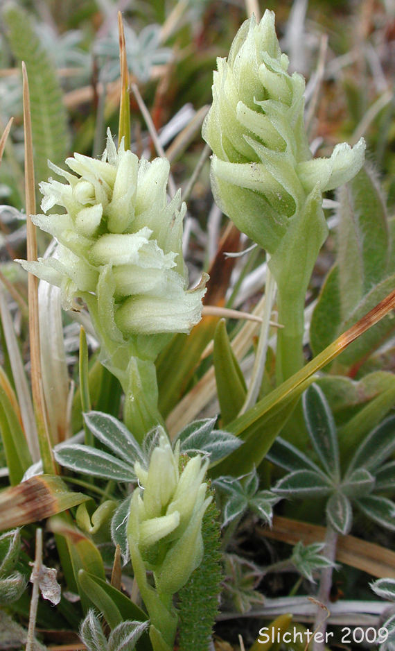 Hooded Ladie's Tresses: Spiranthes romanzoffiana (Synonym: Spiranthes romanzoffiana var. romanzoffiana)a