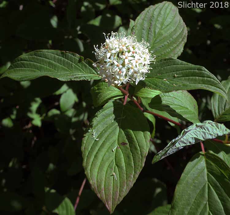 Creek Dogwood, Redosier Dogwood, Western Red Osier: Cornus sericea (Synonyms: Cornus Xcalifornica, Cornus occidentalis, Cornus sericea ssp. occidentalis, Cornus sericea ssp. sericea , Cornus stolonifera, Cornus stolonifera var. occidentalis)
