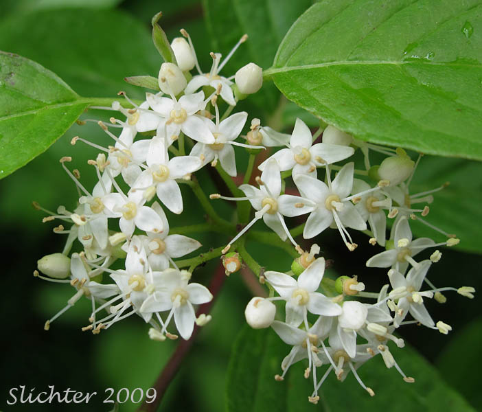 Inflorescence of Creek Dogwood, Redosier Dogwood, Western Red Osier: Cornus sericea (Synonyms: Cornus Xcalifornica, Cornus occidentalis, Cornus sericea ssp. occidentalis, Cornus sericea ssp. sericea , Cornus stolonifera, Cornus stolonifera var. occidentalis)