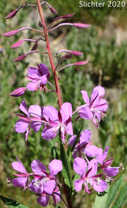 Fireweed, Great Willow-herb: Chamaenerion angustifolium (Synonyms:Chamerion angustifolium ssp. angustifolium, Chamerion angustifolium ssp. circumvagum, Chamerion angustifolium var. angustifolium, Chamerion angustifolium var. canescens, Chamerion danielsii, Chamerion platyphyllum, Chamerion spicatum, Epilobium angustifolium, Epilobium angustifolium ssp. circumvagum, Epilobium angustifolium ssp. macrophyllum, Epilobium angustifolium var. abbreviatum, Epilobium angustifolium var. canescens, Epilobium angustifolium var. intermedium, Epilobium angustifolium var. macrophyllum, Epilobium angustifolium var. platyphyllum, Epilobium spicatum)