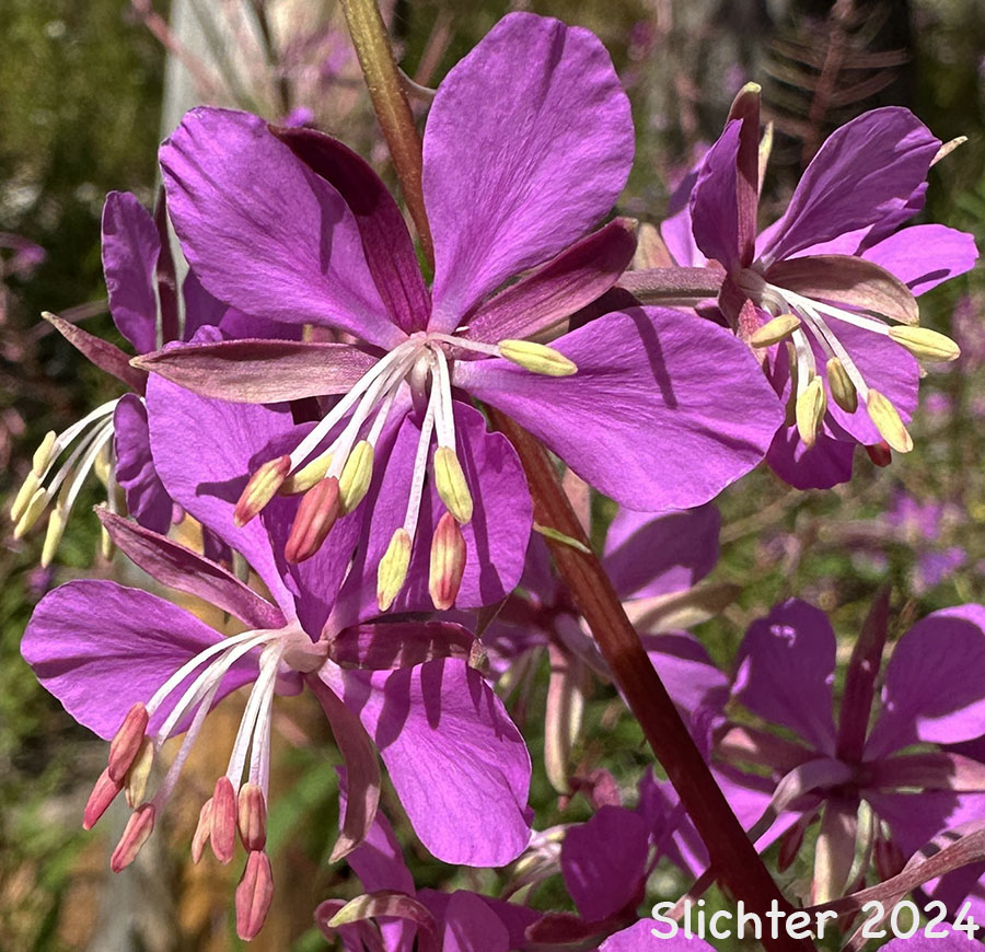 Flowers of Fireweed, Great Willow-herb: Chamaenerion angustifolium (Synonyms:Chamerion angustifolium ssp. angustifolium, Chamerion angustifolium ssp. circumvagum, Chamerion angustifolium var. angustifolium, Chamerion angustifolium var. canescens, Chamerion danielsii, Chamerion platyphyllum, Chamerion spicatum, Epilobium angustifolium, Epilobium angustifolium ssp. circumvagum, Epilobium angustifolium ssp. macrophyllum, Epilobium angustifolium var. abbreviatum, Epilobium angustifolium var. canescens, Epilobium angustifolium var. intermedium, Epilobium angustifolium var. macrophyllum, Epilobium angustifolium var. platyphyllum, Epilobium spicatum)