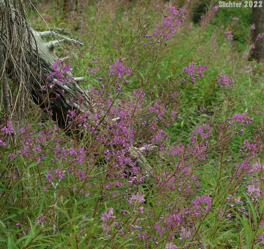 Habitat of Fireweed, Great Willow-herb: Chamaenerion angustifolium (Synonyms:Chamerion angustifolium ssp. angustifolium, Chamerion angustifolium ssp. circumvagum, Chamerion angustifolium var. angustifolium, Chamerion angustifolium var. canescens, Chamerion danielsii, Chamerion platyphyllum, Chamerion spicatum, Epilobium angustifolium, Epilobium angustifolium ssp. circumvagum, Epilobium angustifolium ssp. macrophyllum, Epilobium angustifolium var. abbreviatum, Epilobium angustifolium var. canescens, Epilobium angustifolium var. intermedium, Epilobium angustifolium var. macrophyllum, Epilobium angustifolium var. platyphyllum, Epilobium spicatum)