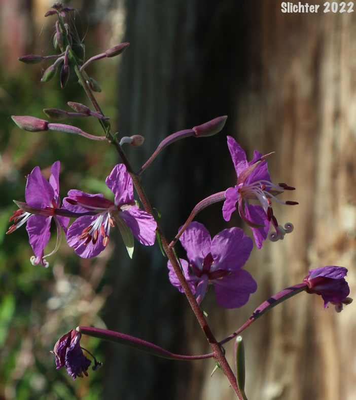 Fireweed, Great Willow-herb: Chamaenerion angustifolium (Synonyms:Chamerion angustifolium ssp. angustifolium, Chamerion angustifolium ssp. circumvagum, Chamerion angustifolium var. angustifolium, Chamerion angustifolium var. canescens, Chamerion danielsii, Chamerion platyphyllum, Chamerion spicatum, Epilobium angustifolium, Epilobium angustifolium ssp. circumvagum, Epilobium angustifolium ssp. macrophyllum, Epilobium angustifolium var. abbreviatum, Epilobium angustifolium var. canescens, Epilobium angustifolium var. intermedium, Epilobium angustifolium var. macrophyllum, Epilobium angustifolium var. platyphyllum, Epilobium spicatum)